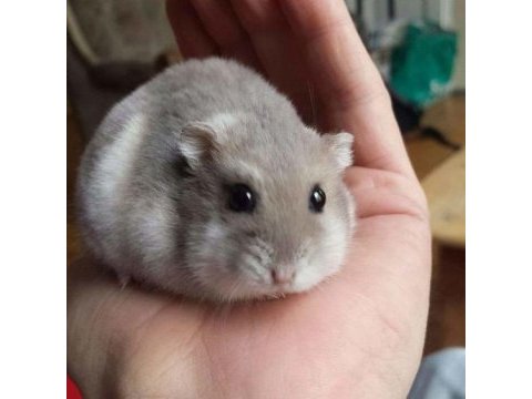 Hamster-gonzales yavrularımız heryere gönderim