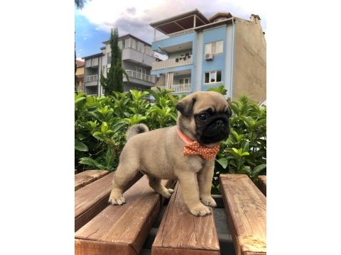 Denizli pug yavrular ırk ve sağlık garantili