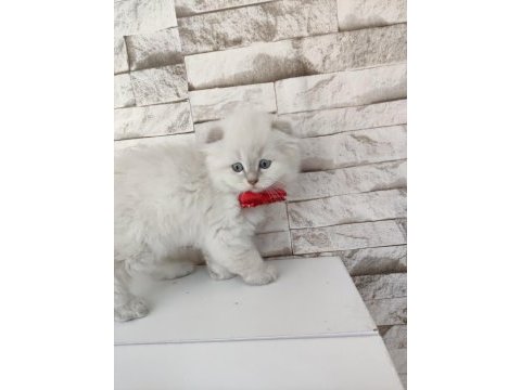 Scottish fold longhair