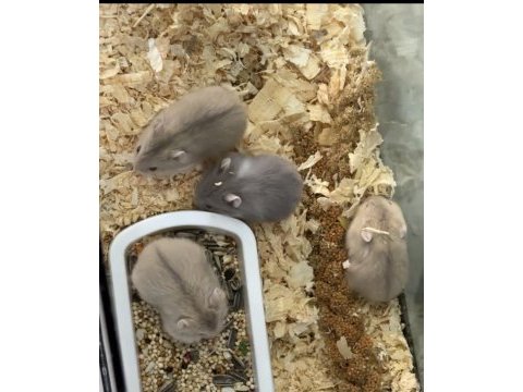 18 günlük hamster yavrular