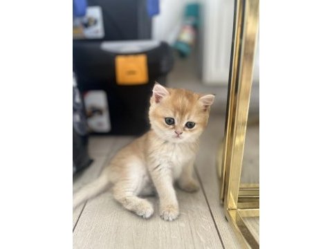 By12 golden british shorthair dişi ped