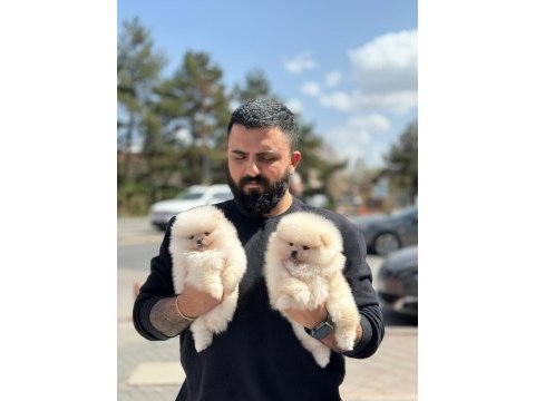 Ankaranın tek pet danışmanlığı 