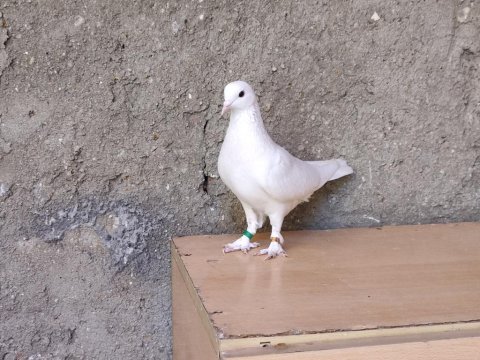 Beyaz yavru kızması takım güvercin ikiside taklayı çevirdi
