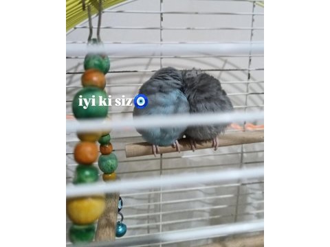 Hazır çift forpus papağanı