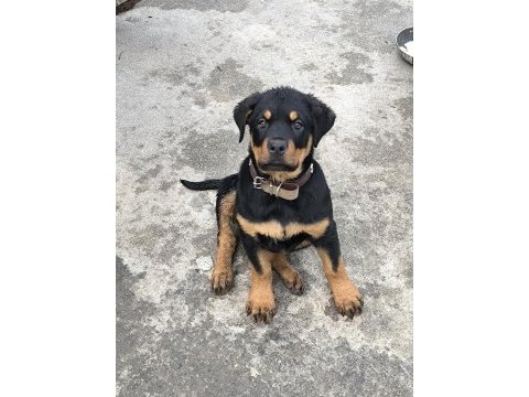 Üst kalite dev rottweiler yavrular