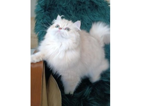 Şecereli safkan dişi british longhair