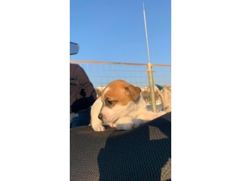 Çok güzel maskeli jack russell 1 dişi ve 1 erkek