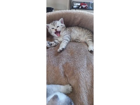 British shorthair 2 aylık dişi sağlıklı