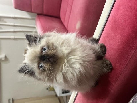 İran kedisi egzotik blue point