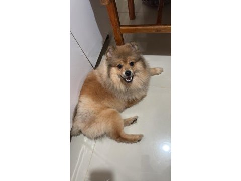 Genç pomeranian boo