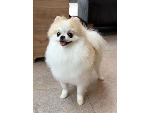 1 yaşında sıfır burun party colour dişi pomeranian
