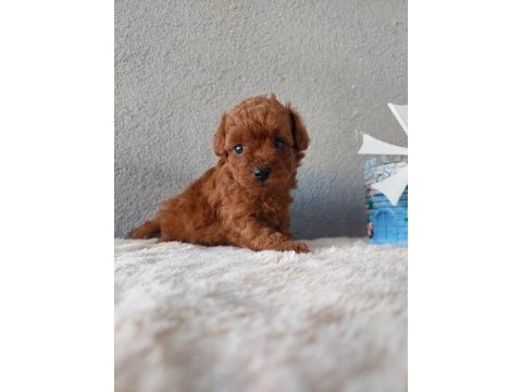 Kore toy poodle