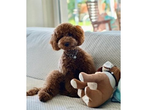 Toy poodle oğlumuza eş arıyoruz