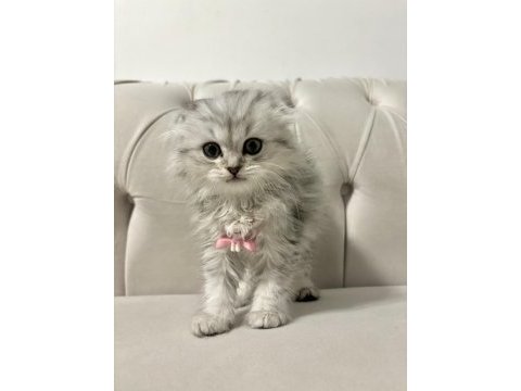 Scottish fold longhair dişi 2 aylık