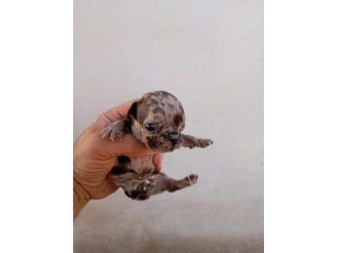 French bulldog köpekler