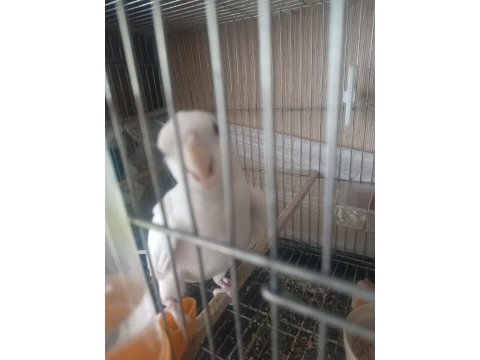2 yaşında albino erkek kızgın ve lutino ve gren sultan