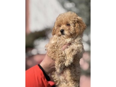 Dişi toy poodle sahiplendirme