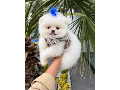 Pomeranian boo köpeği