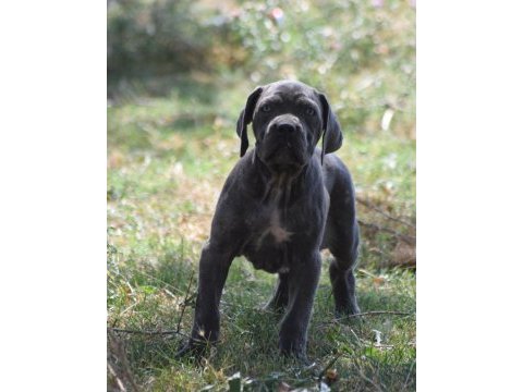 A kalite dişi cane corso yavru