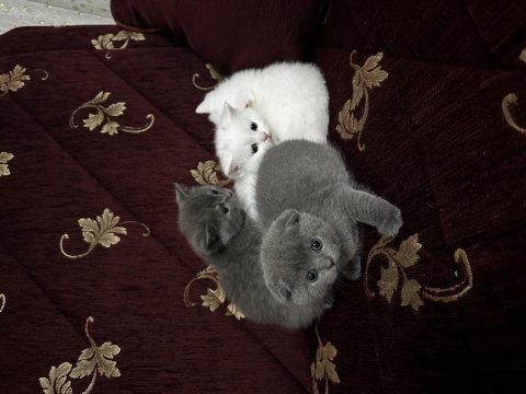 Safkan kedimizin yavruları