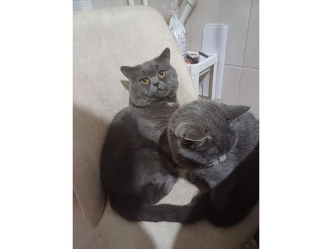 Ücretsiz kedi