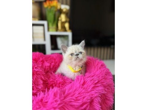 Exotic shorthair bluepoint