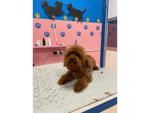 Orjinal toy poodle yetişkin yavru