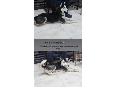 8 aylık sibirya kurdu