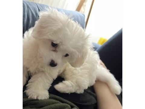 Akıllı kızımızdan ayrılmak zorundayız maltese terrier
