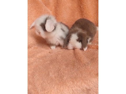 Hollanda teddy lop tavşanı