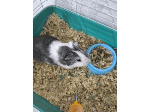 Ginepig adı poki