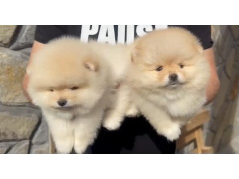 Pomeranian boo bebekler aşılı kimlikli