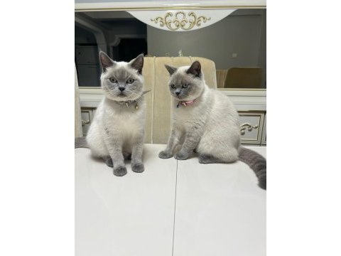 British shorthair blue point iki dişi kardeş