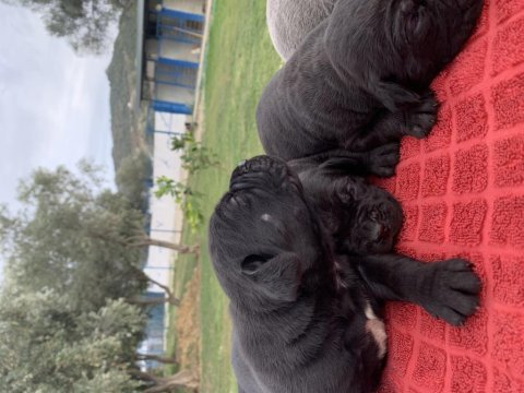Mükemmel cane corso