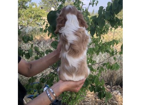 Ev ortamından biblo gibi cavalier king charles bebek