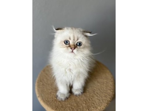 Scottish fold longhair
