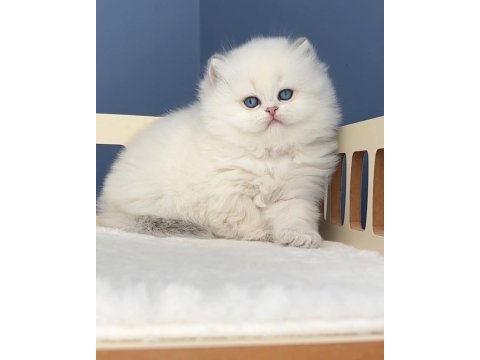 Pamuk şeker silver british longhair 