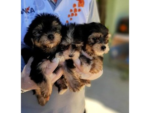Morkie yavrularımız harika bebişler