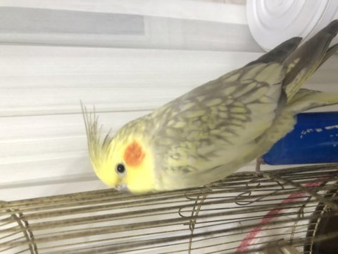 4 yaşında sultan papağanı