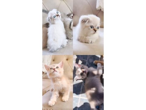 Scottish fold blue point