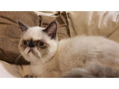 Safkan exotic shorthair blue point dişi kedimiz