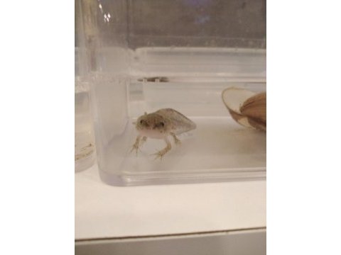 Bebek axolotl sağlıklı ve keyifli