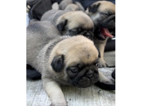 Pug yavrularımız sahiplendirilecektir