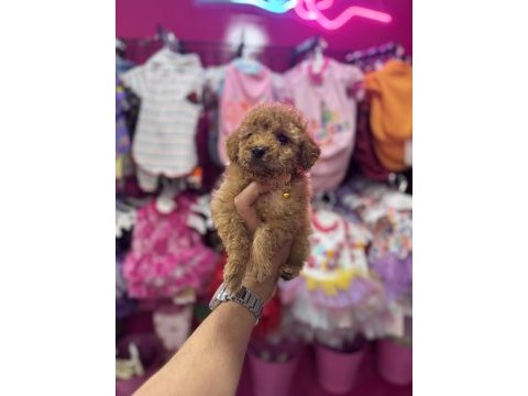 Ailenizin yeni poodle üyesi