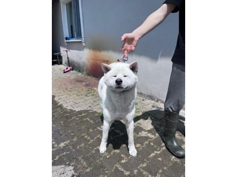 Akita bebeklerimiz 3 erkek 2 dişi anne baba safkan
