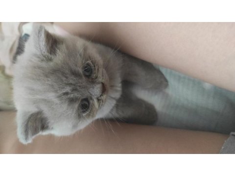 Scottish fold yavruları
