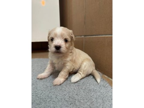 Maltipoo bebekler
