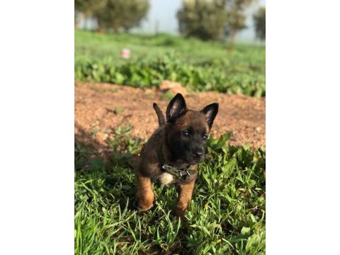 Belçika malinois yavrum