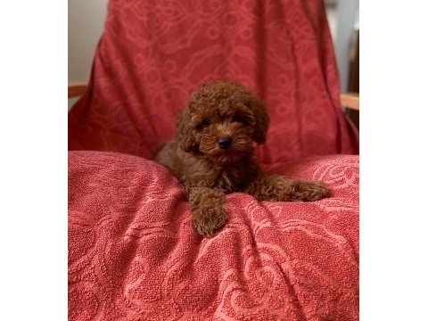 Red brown orjinal toy poodle bebekler