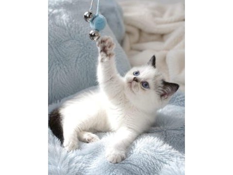 Mini maviş exotic shorthair